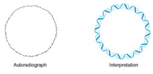 The circular bacterial chromosome. (Griffiths AJF, Miller JH, Suzuki DT, et al. 2000)